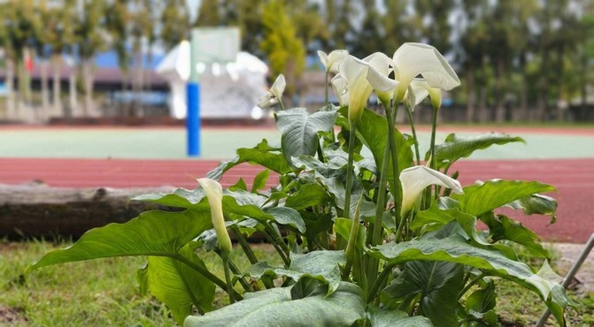 連結到本校環境海芋開花