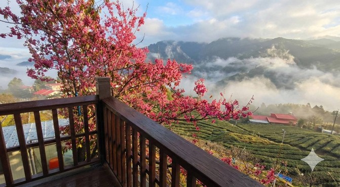 本校櫻花盛開景色